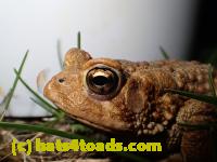 /home//u458753944/public_html/sourcegallery//Roxborough Toad Detour/2013-2019/2016/2016-03-31/P3310700.JPG